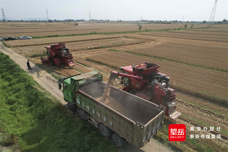 夏粮收购忙 麦香盈满仓